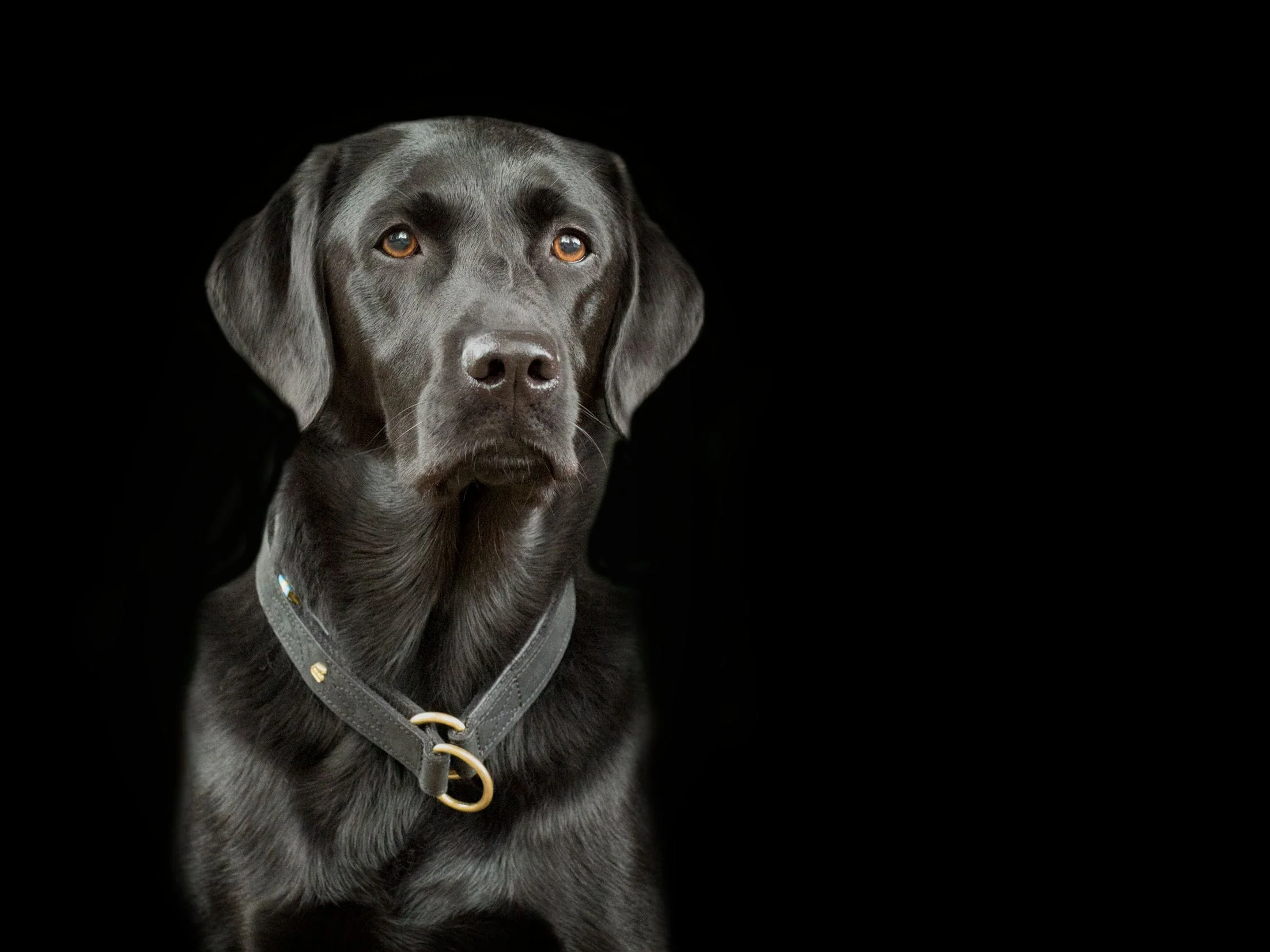 Hundehalsband CLASSIC Light - Image 4
