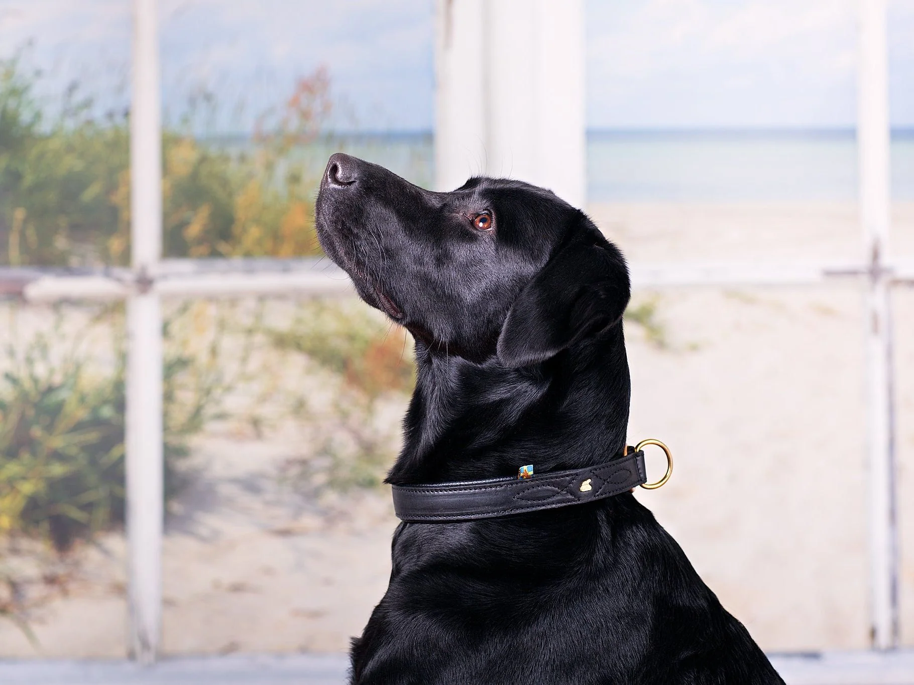 Hundehalsband CLASSIC Light - Image 5