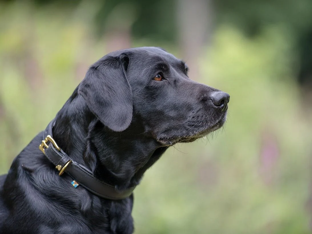Hundehalsband CLASSIC Leder - Image 5