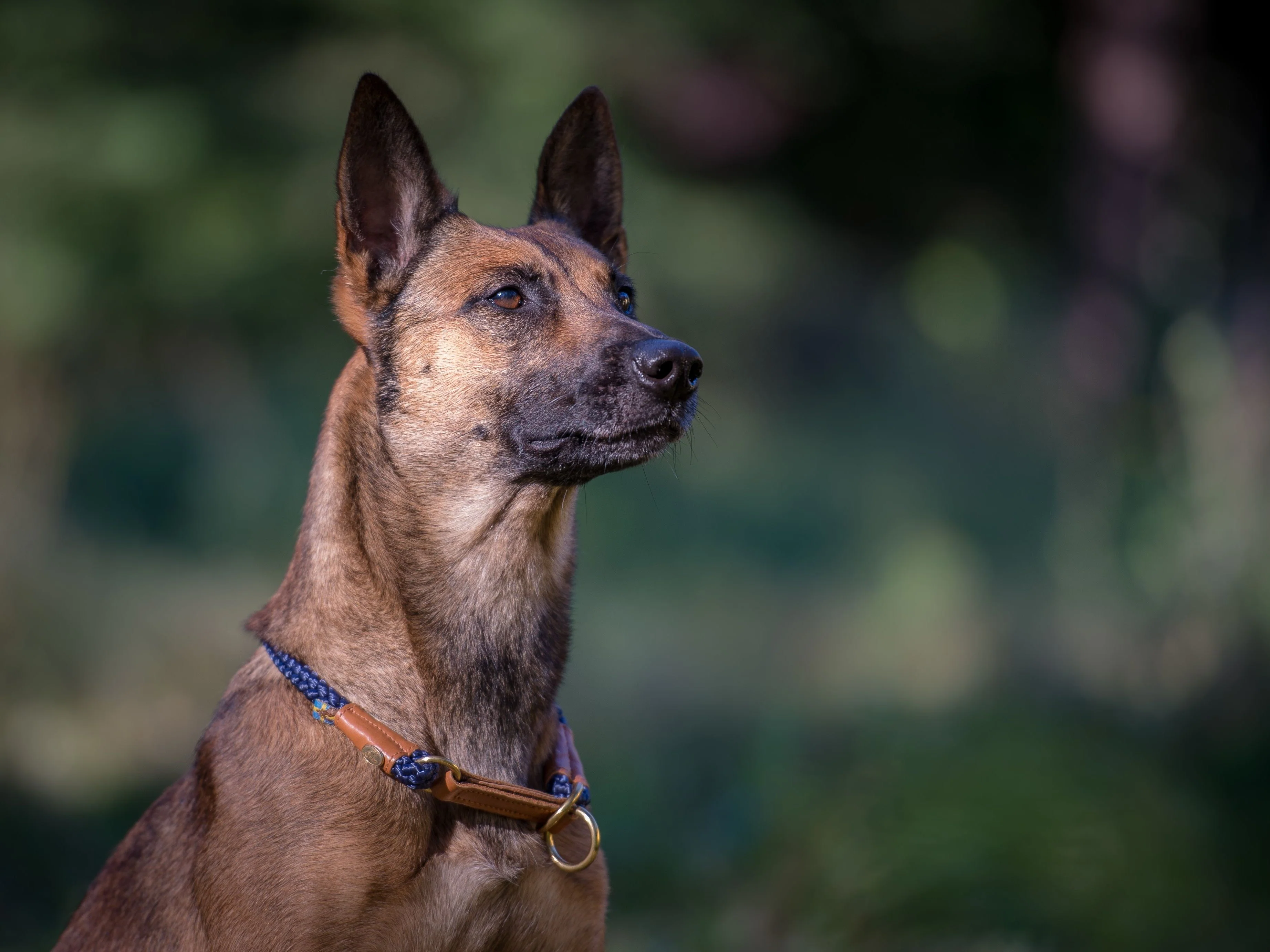 Hundehalsband OUTDOOR Rundzug - Image 9