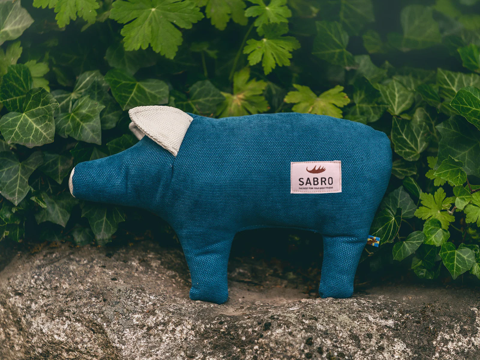 Schwein DÖRTE - Image 8